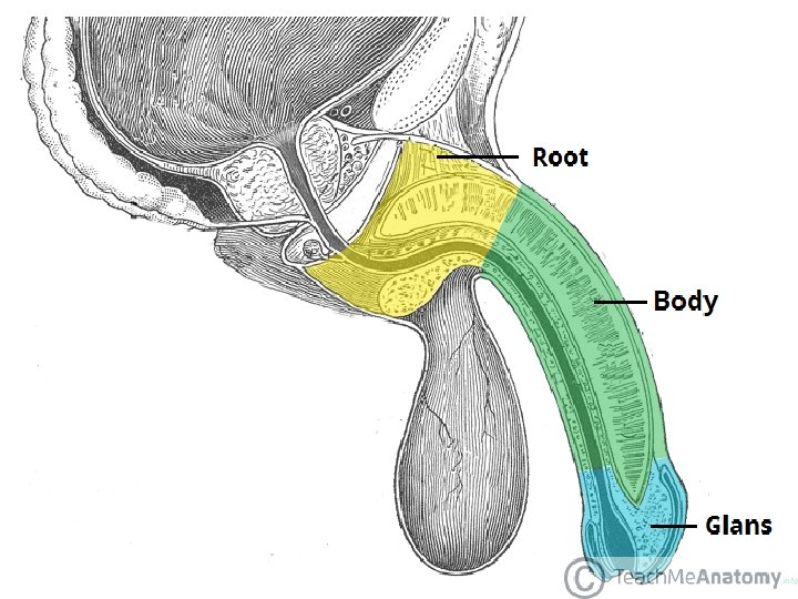 PENIS - PARTS 18 