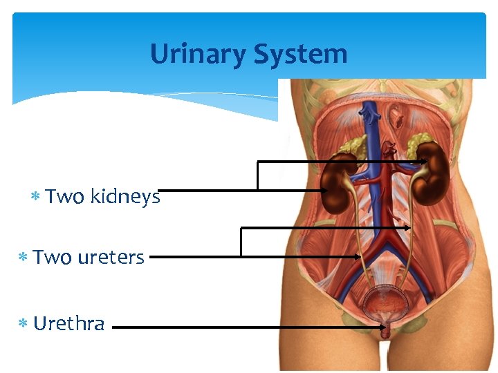 Urinary System Two kidneys Two ureters Urethra 