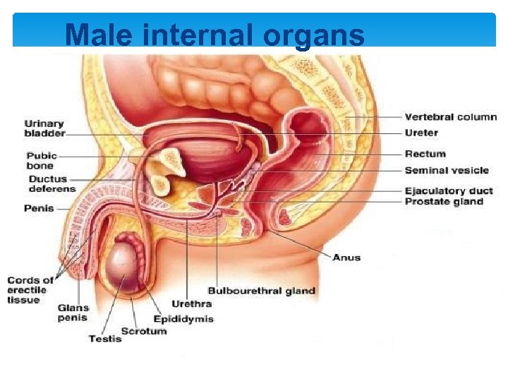 Male internal organs 20 