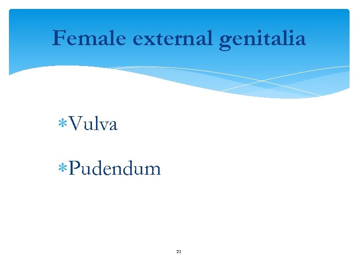 Female external genitalia Vulva Pudendum 21 