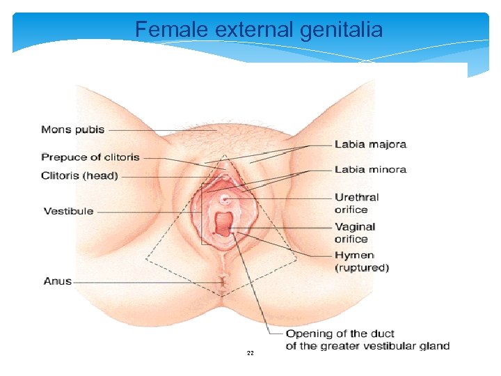 Female external genitalia 22 