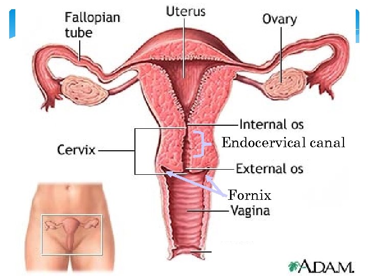 Endocervical canal Fornix 24 