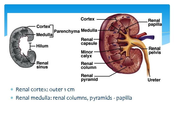 Anatomy of Kidney Renal cortex: outer 1 cm Renal medulla: renal columns, pyramids -