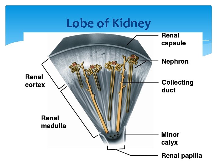 Lobe of Kidney 