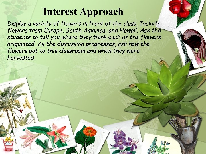 Interest Approach Display a variety of flowers in front of the class. Include flowers