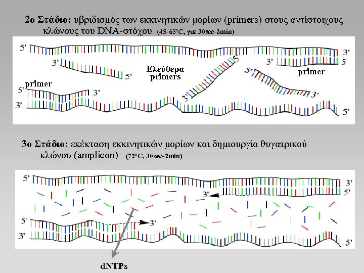 2ο Στάδιο: υβριδισμός των εκκινητικών μορίων (primers) στους αντίστοιχους κλώνους του DNA-στόχου (45 -65