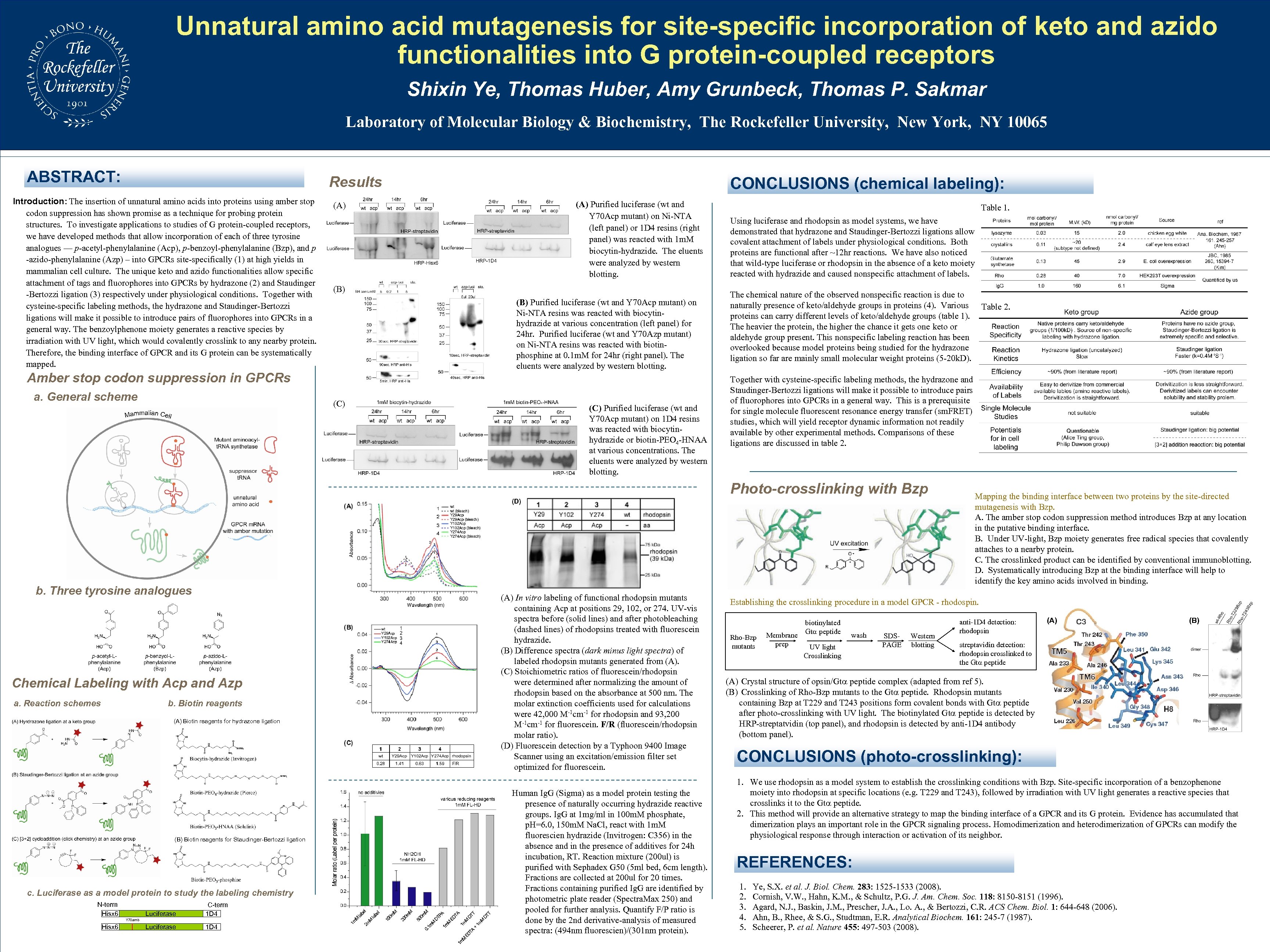 Unnatural amino acid mutagenesis for site-specific incorporation of keto and azido functionalities into G