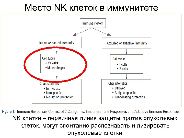 Место NK клеток в иммунитете NK клетки – первичная линия защиты против опухолевых клеток,