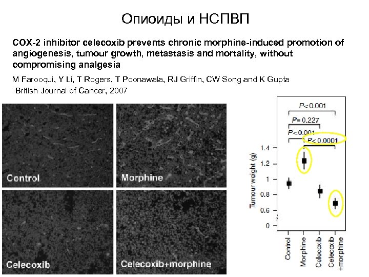 Опиоиды и НСПВП COX-2 inhibitor celecoxib prevents chronic morphine-induced promotion of angiogenesis, tumour growth,