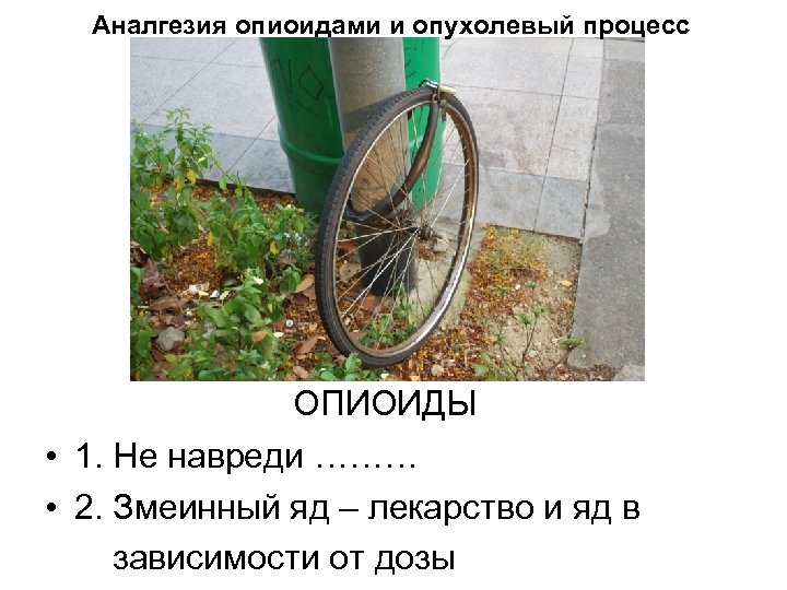 Аналгезия опиоидами и опухолевый процесс ОПИОИДЫ • 1. Не навреди ……… • 2. Змеинный