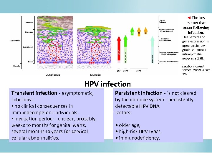 ◄ The key events that occur following infection. This patterns of gene expression is