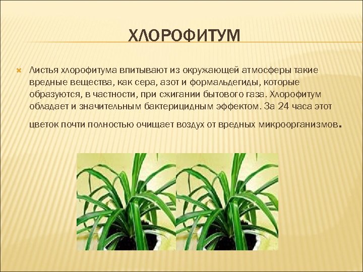 Хлорофитум польза. Комнатное растение хлорофитум Капский. Хлорофитум характеристика листа. Хлорофитум Капский размножение. Хлорофитум Родина растения.