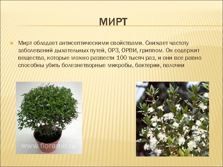 МИРТ Мирт обладает антисептическими свойствами. Снижает частоту заболеваний дыхательных путей, ОРЗ, ОРВИ, гриппом. Он