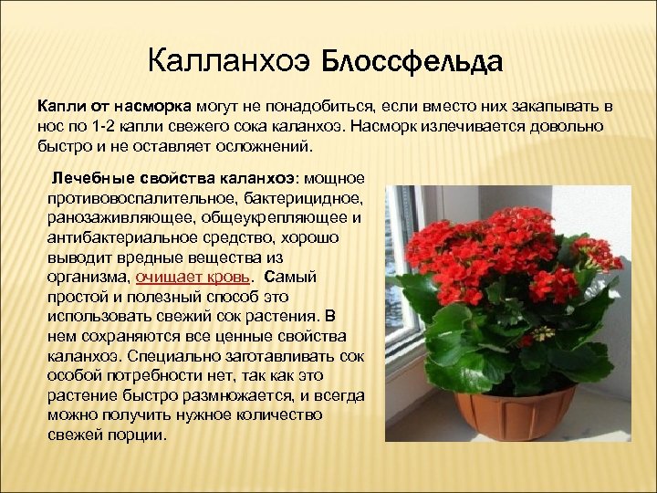 Калланхоэ Блоссфельда Капли от насморка могут не понадобиться, если вместо них закапывать в нос