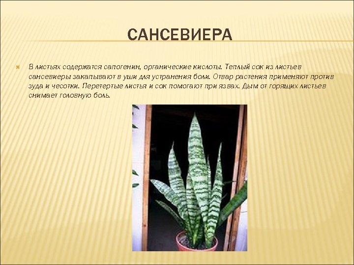 САНСЕВИЕРА В листьях содержатся сапогенин, органические кислоты. Теплый сок из листьев сансевиеры закапывают в