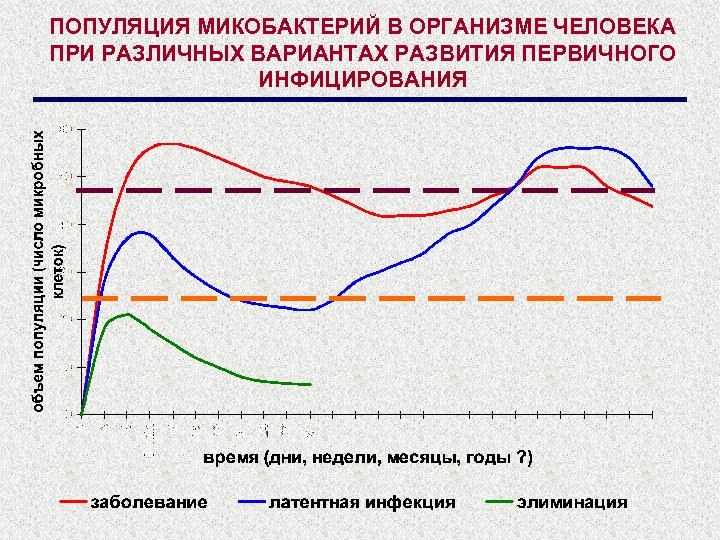 ПОПУЛЯЦИЯ МИКОБАКТЕРИЙ В ОРГАНИЗМЕ ЧЕЛОВЕКА ПРИ РАЗЛИЧНЫХ ВАРИАНТАХ РАЗВИТИЯ ПЕРВИЧНОГО ИНФИЦИРОВАНИЯ 