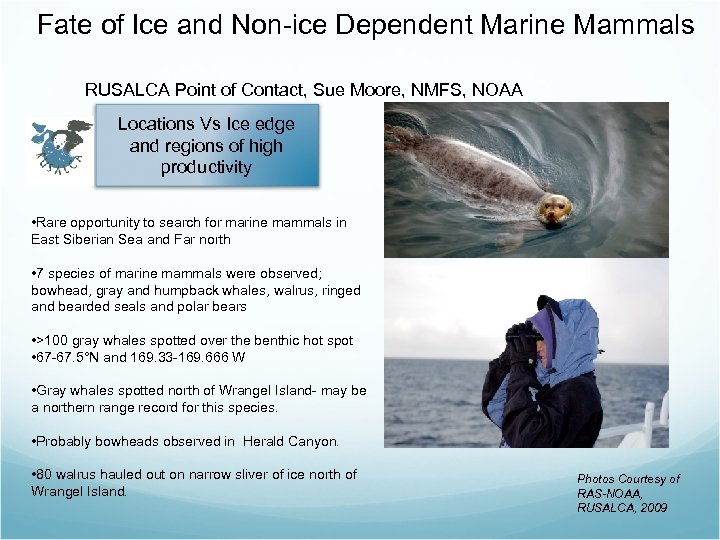 Fate of Ice and Non-ice Dependent Marine Mammals RUSALCA Point of Contact, Sue Moore,