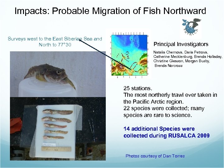 Impacts: Probable Migration of Fish Northward Surveys west to the East Siberian Sea and