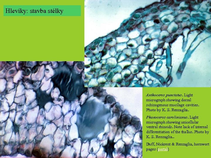 Hlevíky: stavba stélky Anthoceros punctatus. Light micrograph showing dorsal schizogenous mucilage cavities. Photo by