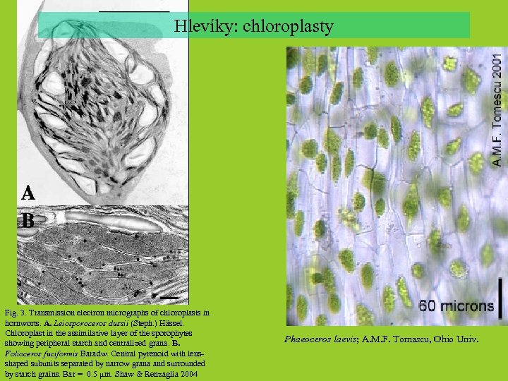 Hlevíky: chloroplasty Fig. 3. Transmission electron micrographs of chloroplasts in hornworts. A. Leiosporoceros dussii
