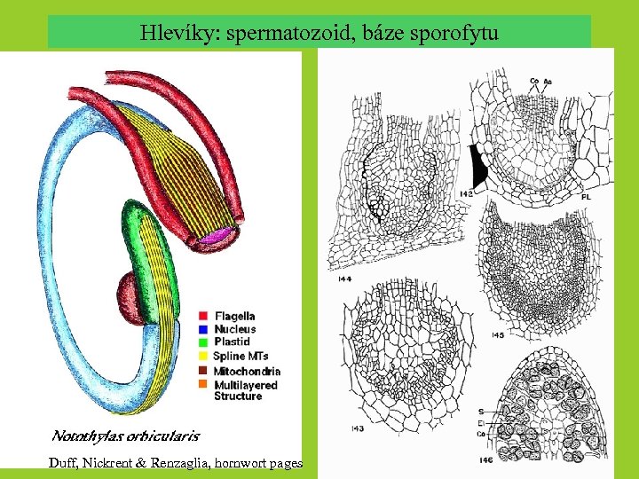 Hlevíky: spermatozoid, báze sporofytu Duff, Nickrent & Renzaglia, hornwort pages 