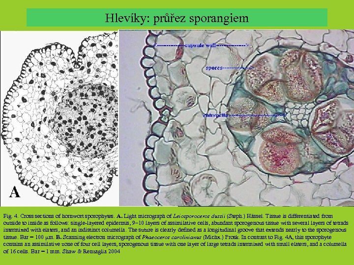 Hlevíky: průřez sporangiem Fig. 4. Cross sections of hornwort sporophytes. A. Light micrograph of