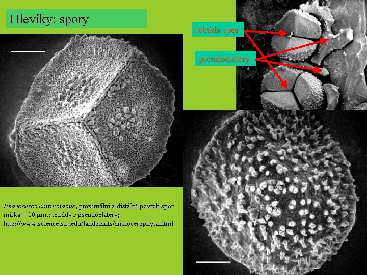 Hlevíky: spory tetráda spor pseudoelatery Phaeoceros carolinianus, proximální a distální povrch spor mírka =