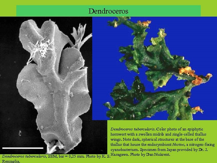 Dendroceros tubercularis. Color photo of an epiphytic hornwort with a swollen midrib and single-celled