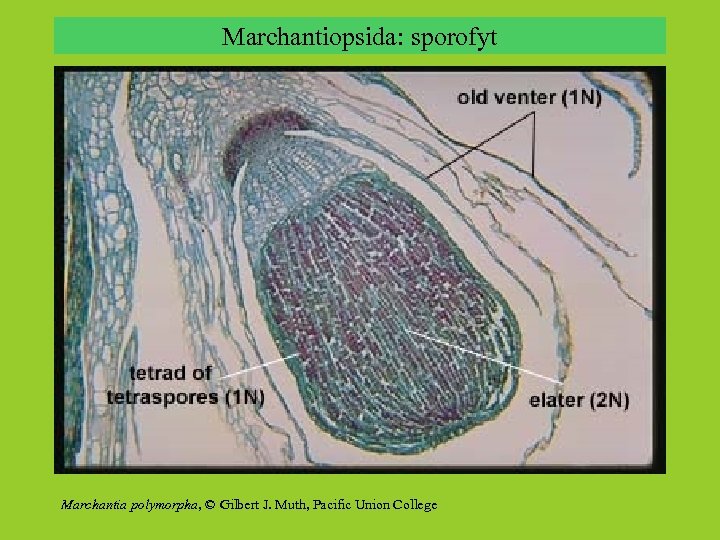 Marchantiopsida: sporofyt Marchantia polymorpha, © Gilbert J. Muth, Pacific Union College 