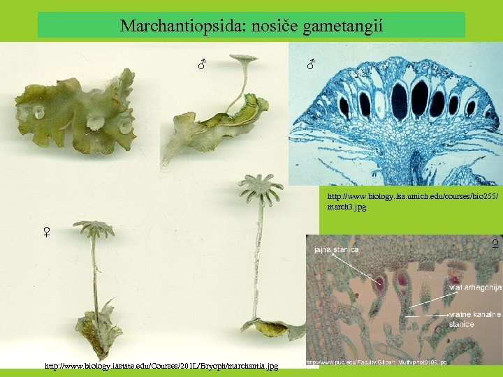Marchantiopsida: nosiče gametangií ♂ ♂ http: //www. biology. lsa. umich. edu/courses/bio 255/ march 3.