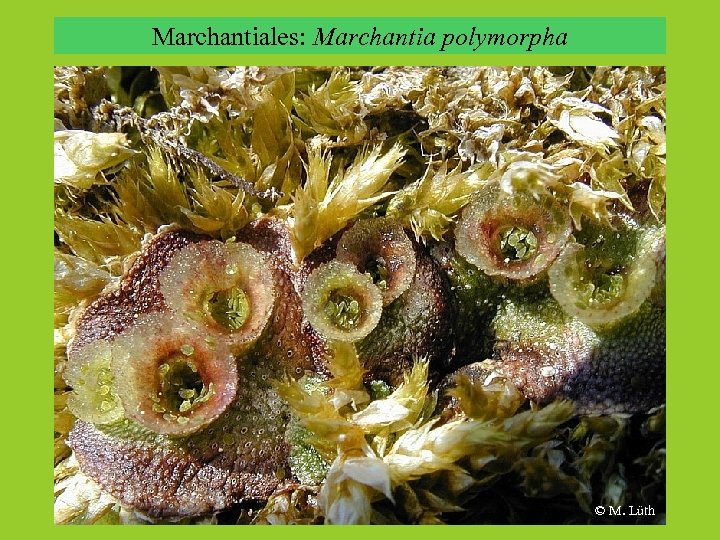 Marchantiales: Marchantia polymorpha © M. Lüth 