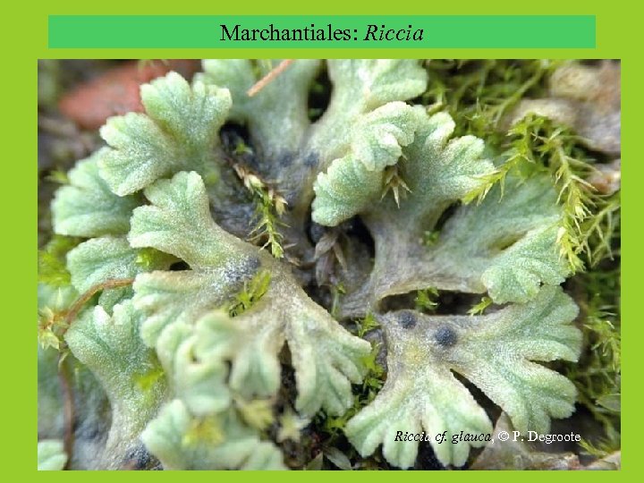Marchantiales: Riccia cf. glauca, © P. Degroote Riccia ciliata. © M. Lüth 