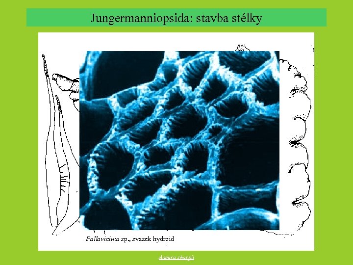 Jungermanniopsida: stavba stélky Pallavicinia sp. , svazek hydroid Aneura sharpii 