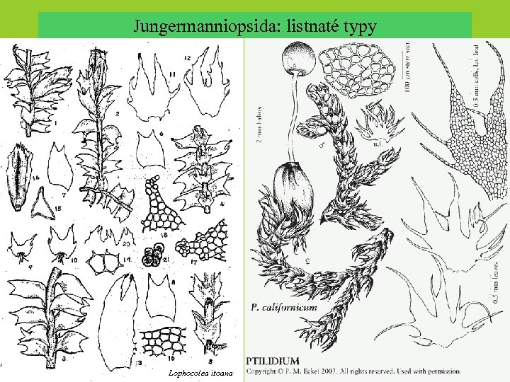 Jungermanniopsida: listnaté typy Lophocolea itoana 