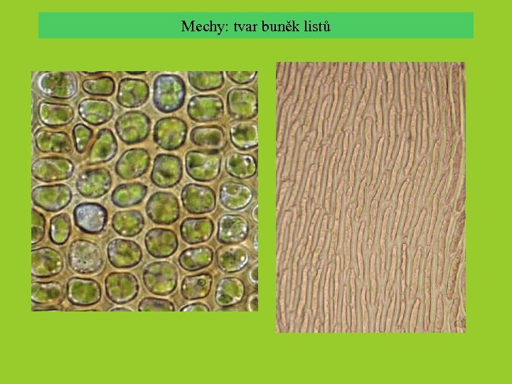 Mechy: tvar buněk listů 