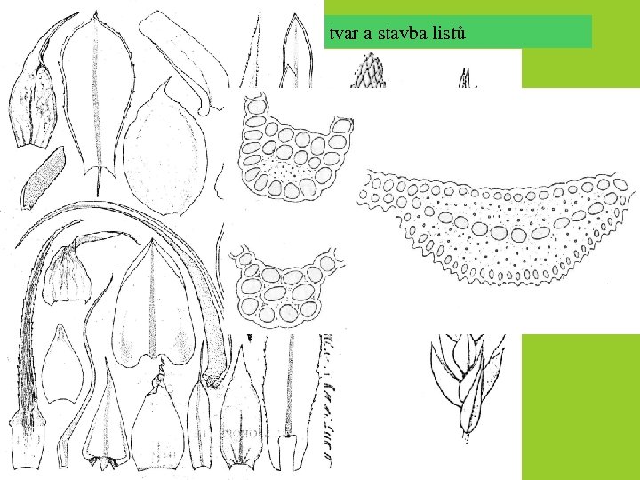Mechy: gametofor, tvar a stavba listů 
