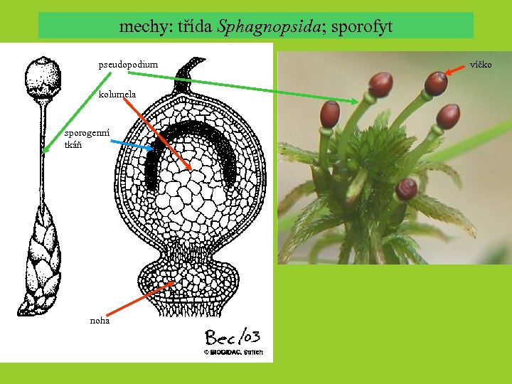 mechy: třída Sphagnopsida; sporofyt pseudopodium kolumela sporogenní tkáň noha víčko 