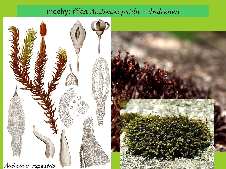 mechy: třída Andreaeopsida – Andreaea 