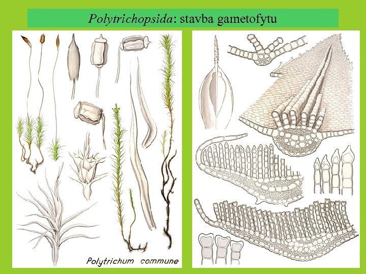Polytrichopsida: stavba gametofytu 