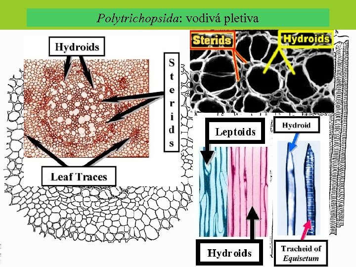 Polytrichopsida: vodivá pletiva 
