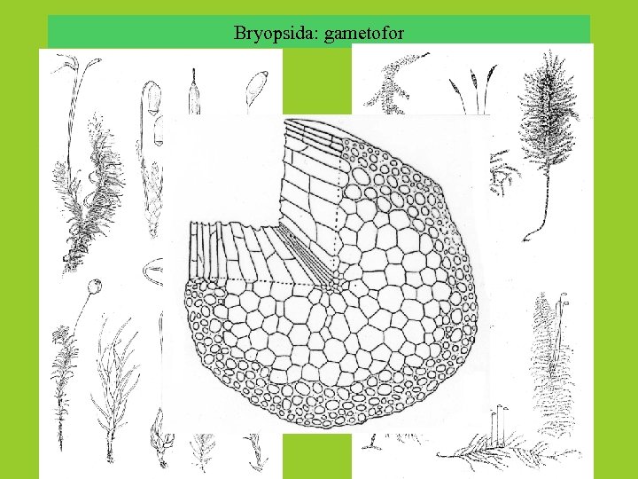 Bryopsida: gametofor 