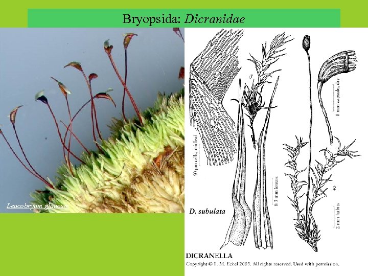 Bryopsida: Dicranidae Leucobryum glaucum 