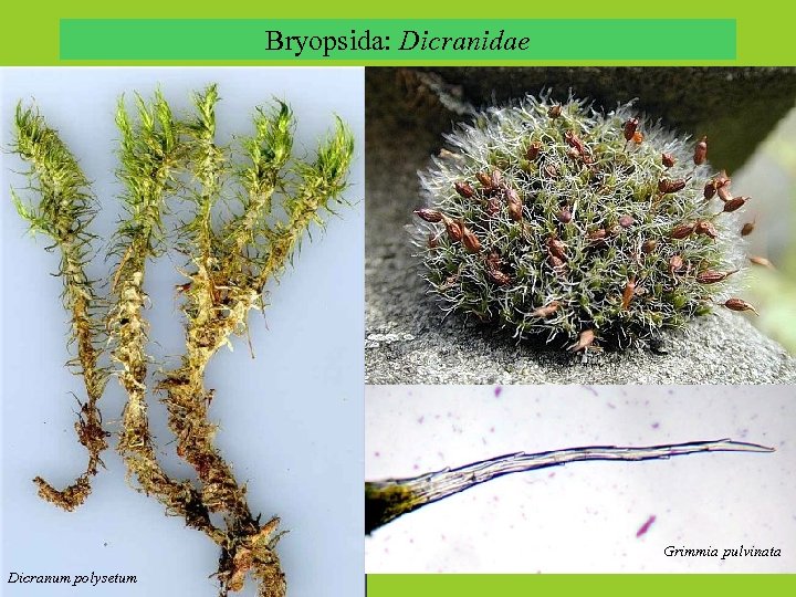 Bryopsida: Dicranidae Grimmia pulvinata Dicranum polysetum 