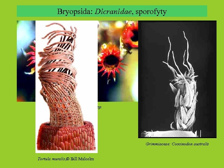 Bryopsida: Dicranidae, sporofyty Grimmiaceae: Schistidium sp. Grimmiaceae: Coscinodon australis Tortula muralis, © Bill Malcolm