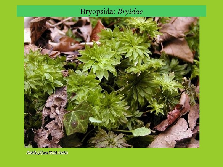 Bryopsida: Bryidae Rhodobryum ontariense Pohlia filum © M. Lüth 
