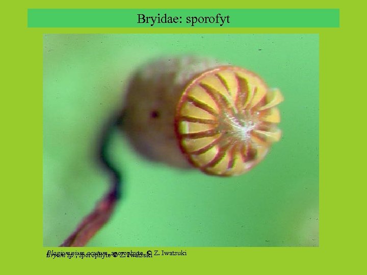 Bryidae: sporofyt Plagiomnium acutum, sporophyte, © Z. Iwatsuki Bryum sp. , sporophyte © Z.
