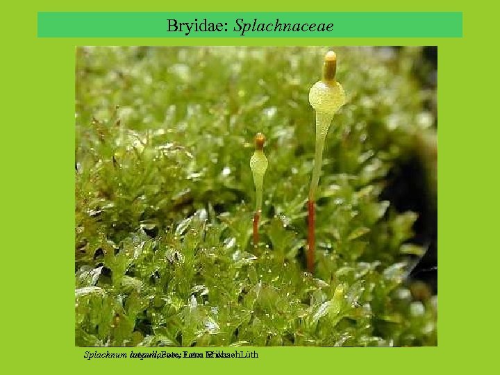 Bryidae: Splachnaceae Splachnum ampullacum, Foto: Michael Lüth luteum, Foto: Lena Eriksson 