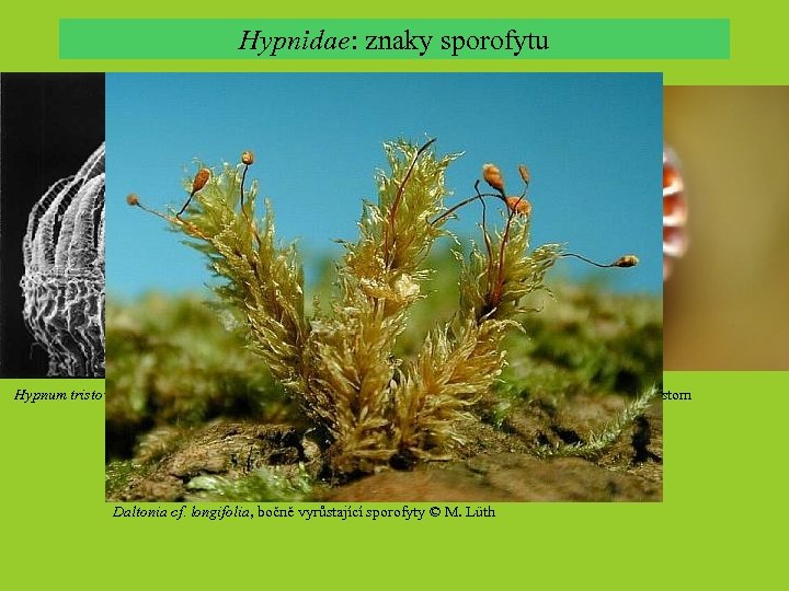 Hypnidae: znaky sporofytu Hypnum tristoviride, dvojitý peristom, alternující zuby Brachythecium rutabulum, dvojitý peristom Daltonia