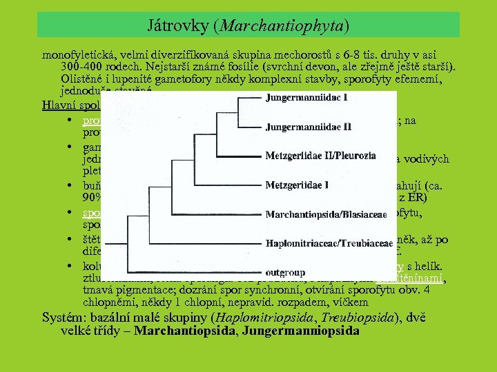 Játrovky (Marchantiophyta) monofyletická, velmi diverzifikovaná skupina mechorostů s 6 -8 tis. druhy v asi