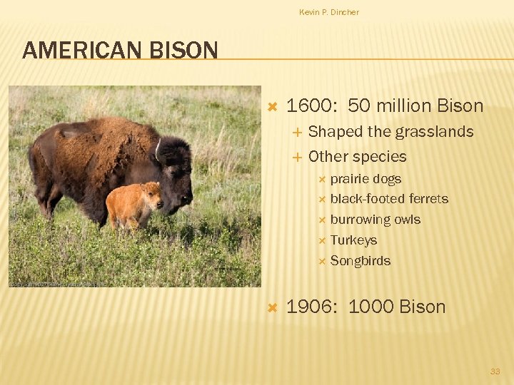 Kevin P. Dincher AMERICAN BISON 1600: 50 million Bison Shaped the grasslands Other species